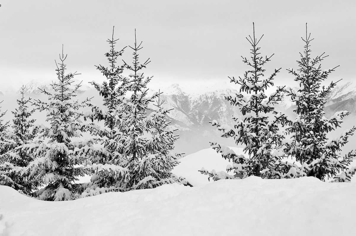 Snow-covered Trees in the Alps